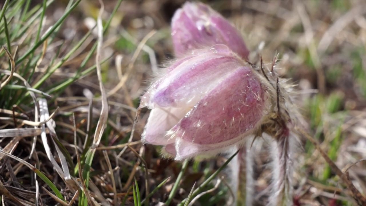 La Chaîne de Belledonne au printemps