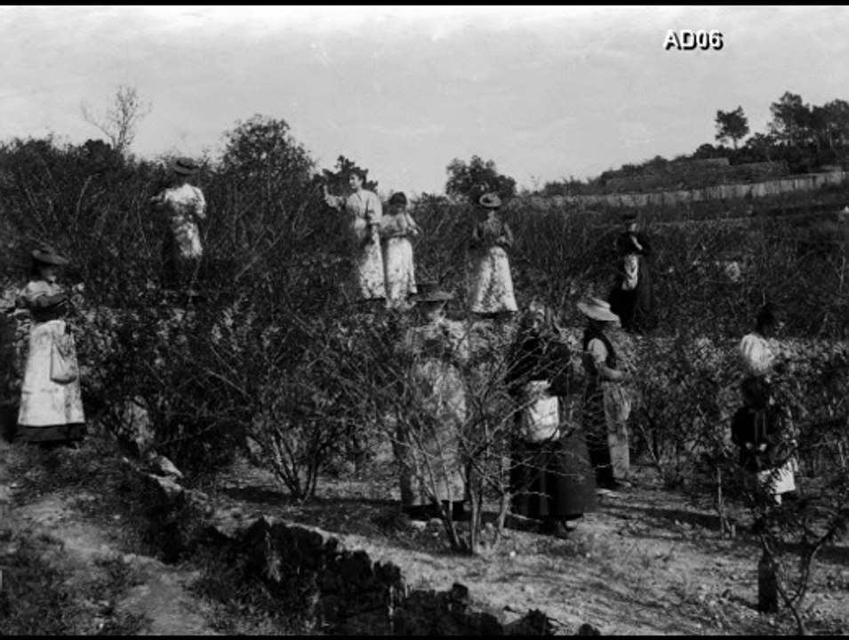 Témoignage partie 8 – Jean-Claude Schumacher  conseiller technique  en horticulture florale à la Chambre d'Agriculture de Nice   – Corpus ‘’MIP -Grasse’’