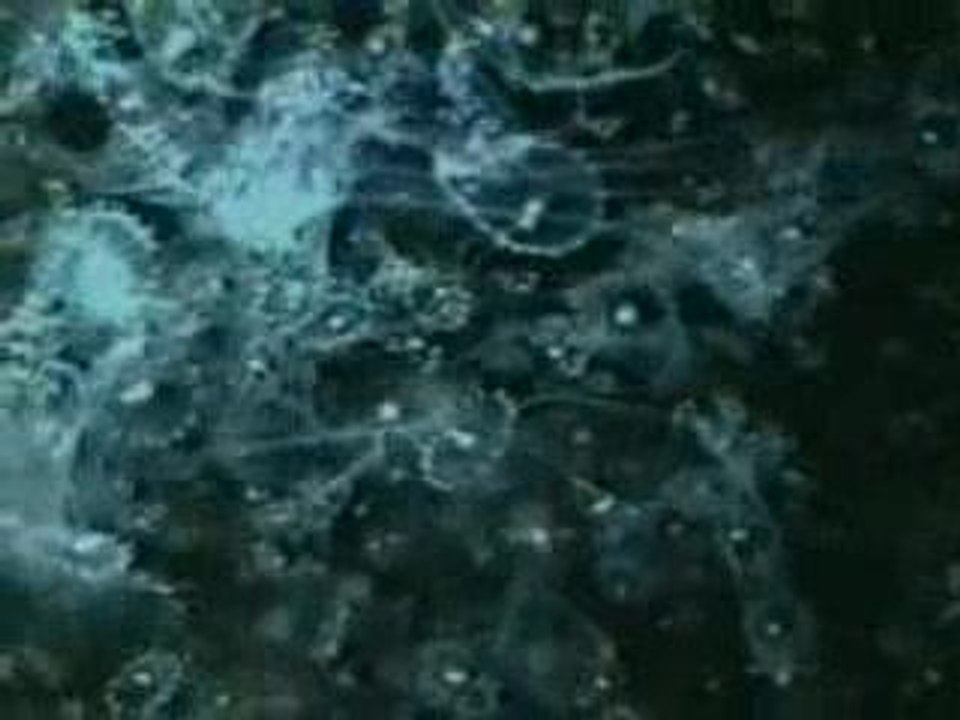 Smith-Kiki_Jewel-Excerpt_1997