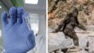 New Analysis Of Hair Samples Reveals Bigfoot's Disappointing True Identity