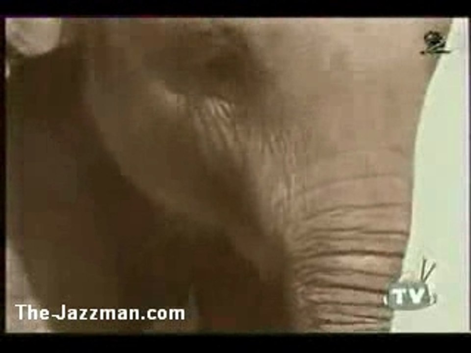 An Elephant Never Forgets