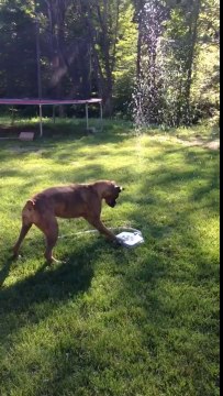 So cute puppy dog playing with water! Adorable animal...
