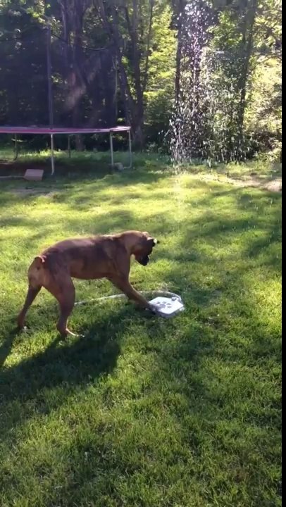 So cute puppy dog playing with water! Adorable animal...