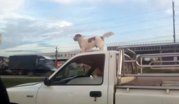 Chien sur une voiture