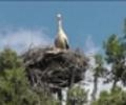 Leylekler ve serçeler aynı yuvada