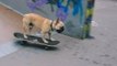 Gizmo the French Bulldog Goes Skateboarding