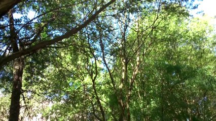 SENDEROS DE LA NATURALEZA (RIO BARBAÑA ) OURENSE