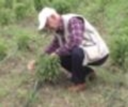 Bu bitki, şeker hastalığı ve obeziteye karşı en güçlü silah