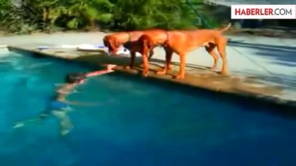 Sahibinin Boğulduğunu Zanneden Köpek Çıldırdı