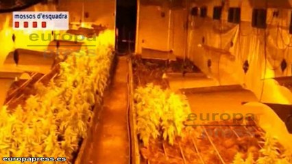 Gran golpe contra narcotráfico en Cataluña