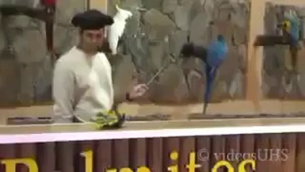parrort talent