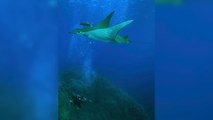 Chilean Devil Rays Found To Be Among Ocean’s Deepest Divers