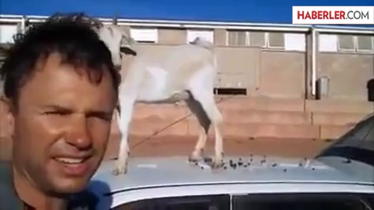 Özgürlüğüne Kavuşan Keçi Arabanın Tepesine Pisledi