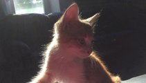 New Kittens at Tessel Bas
