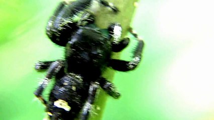 Jumping Spider in Ambush on a Tree