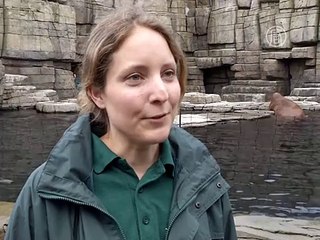 Моржонок покоряет сердца жителей Гамбурга