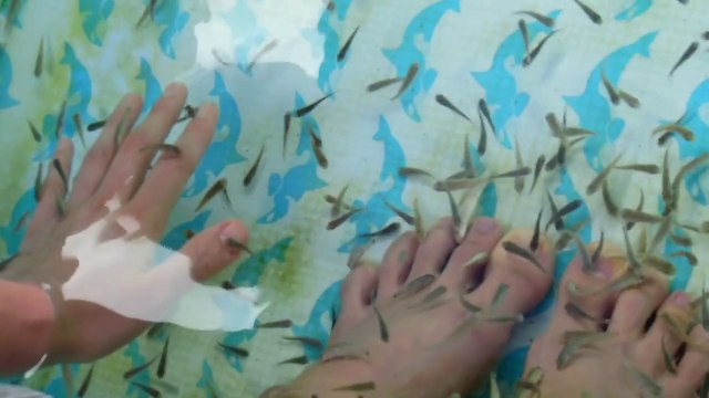 Japanese Fish Eating People!