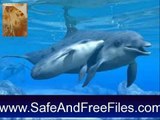 Download Dolphins Underwater Animated Screensaver 6 Product Key Generator Free
