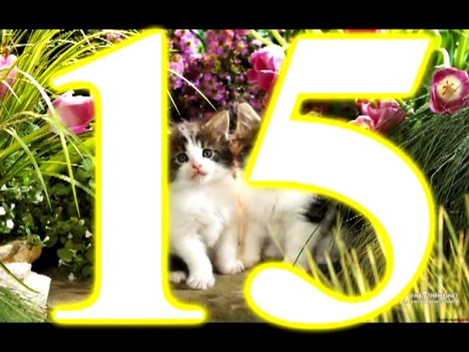 16 Cosas Que debes Saber de los Gatos