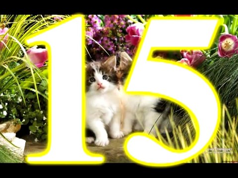 16 Cosas Que debes Saber de los Gatos