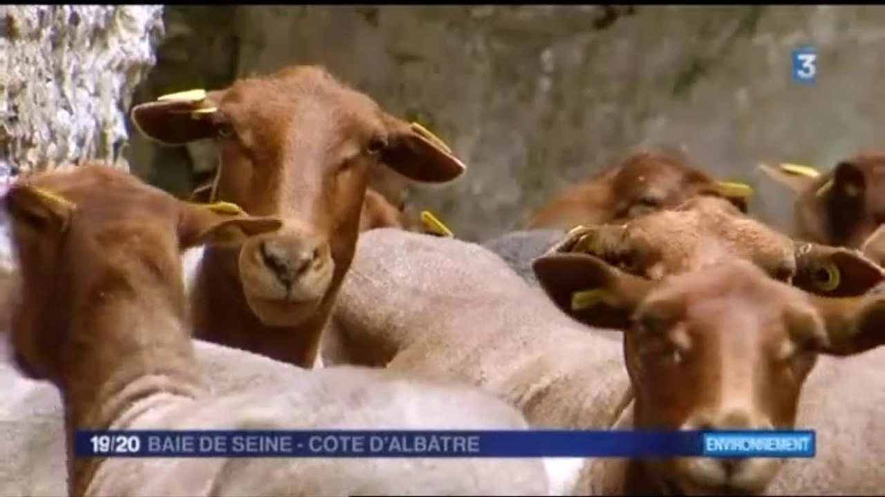 Arques-la-Bataille (76) : la tonte des moutons