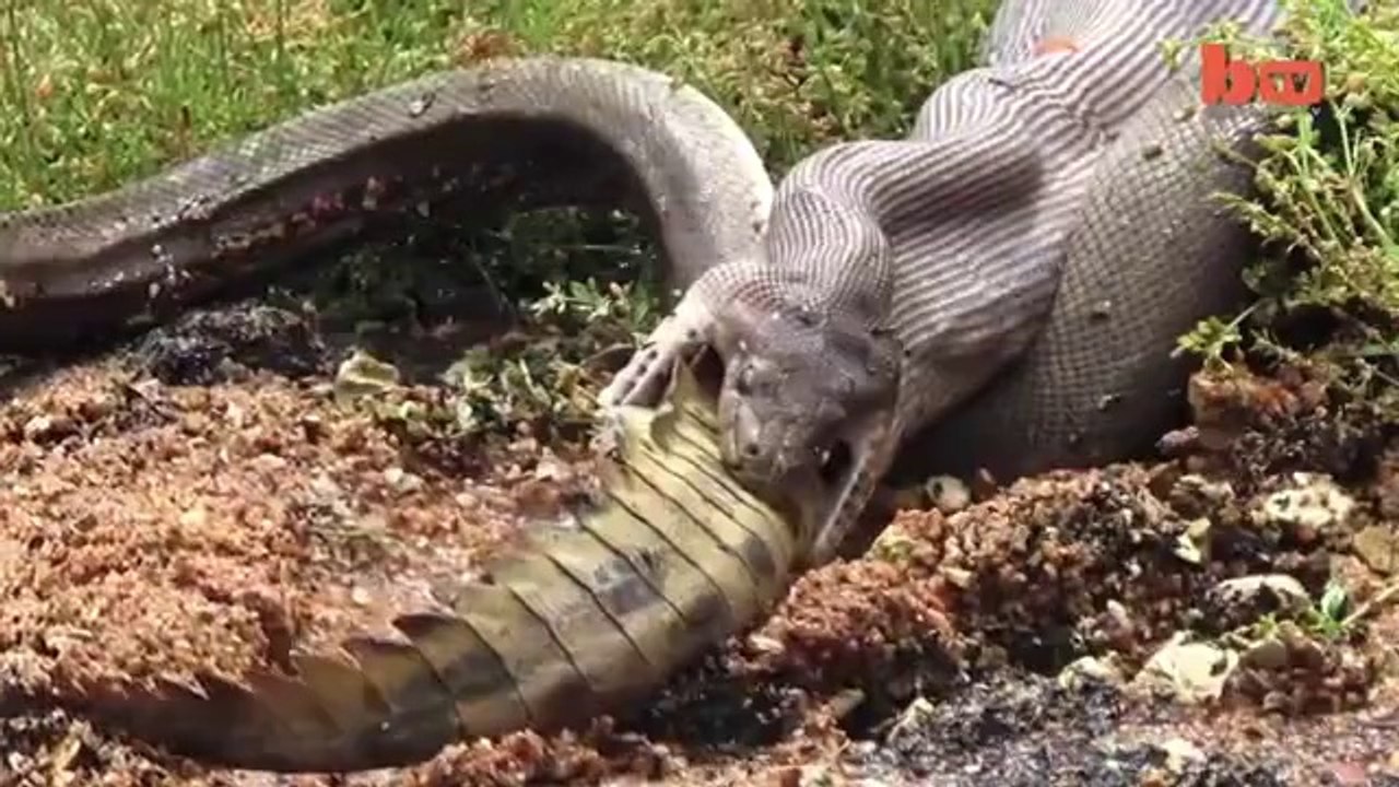 sneak eat magar mach