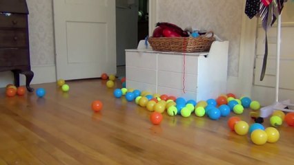 Dog Surprised with 100 Balls for Birthday: Cute Dog Maymo