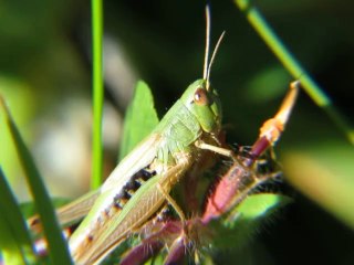 a cricket in the lawn .......cobbled macro lens test