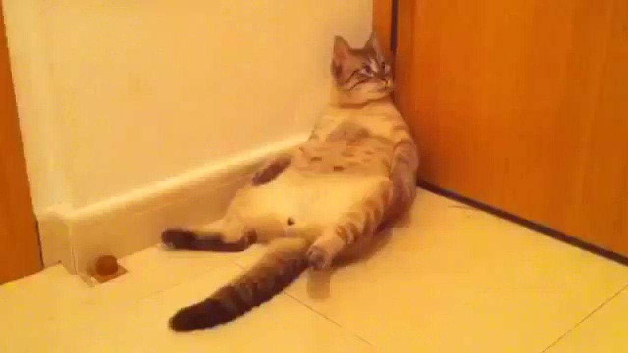 Funny Videos Best Funny Vines Fails Funny Best Pranks Compilation Funny NEW