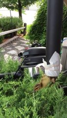 Duckling Rescue with vacuum! So smart!