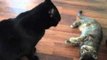 Kitten Teases Veteran Cat in Her New Home