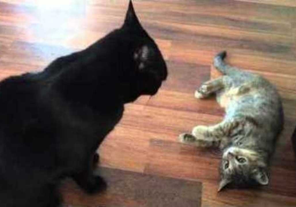 Kitten Teases Veteran Cat in Her New Home