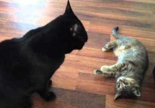Kitten Teases Veteran Cat in Her New Home