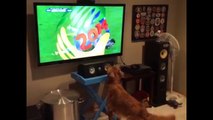 Fanatic Dog Watching The World cup -bearaids, Pulse TV Uncut