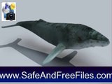 Download Humpback Whales 3D 1 Serial Key Generator Free