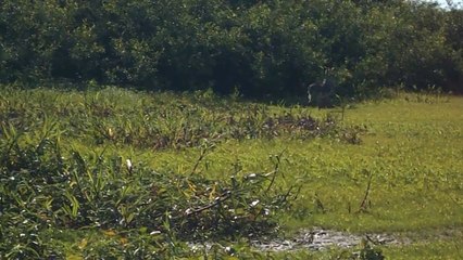 Emeus sauvages du pantanal (BRASIL)