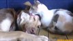 Hot FUNNY VIDEOS Funny Cats Love Funny Animals Funny Dogs Funny Monkey Bunny Guinea Pig