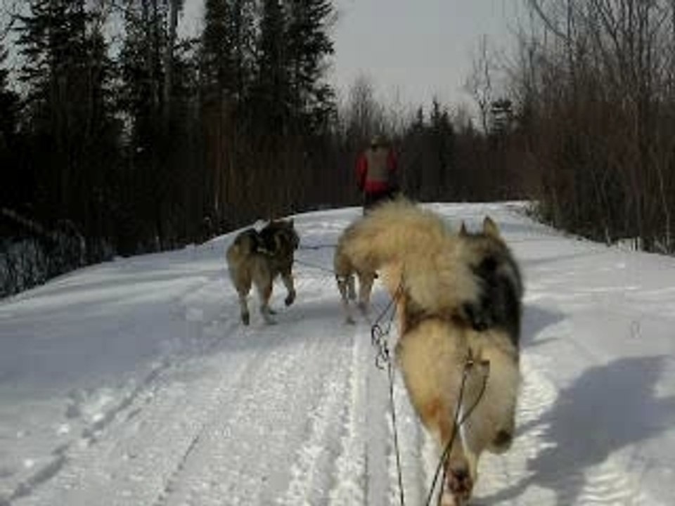 Chiens_de_traineau3