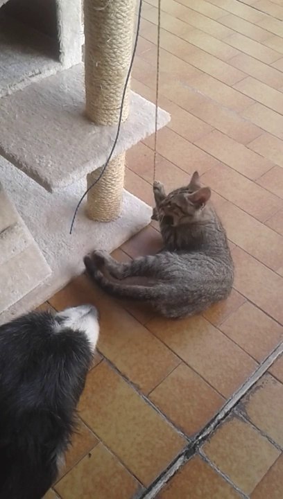 Sauveur le chat  et Rex le chien!