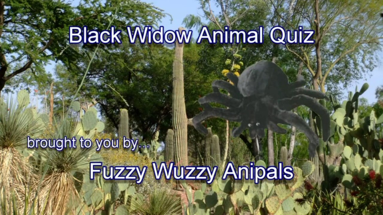 Black Widow Animal Quiz