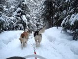 Balade en traîneau à chiens