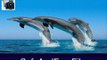 Download Living Dolphins 3D Screensaver 1.01 Serial Key Generator Free