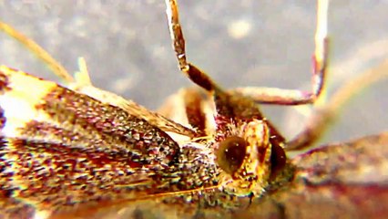 what is this Moth doing at 28 sec