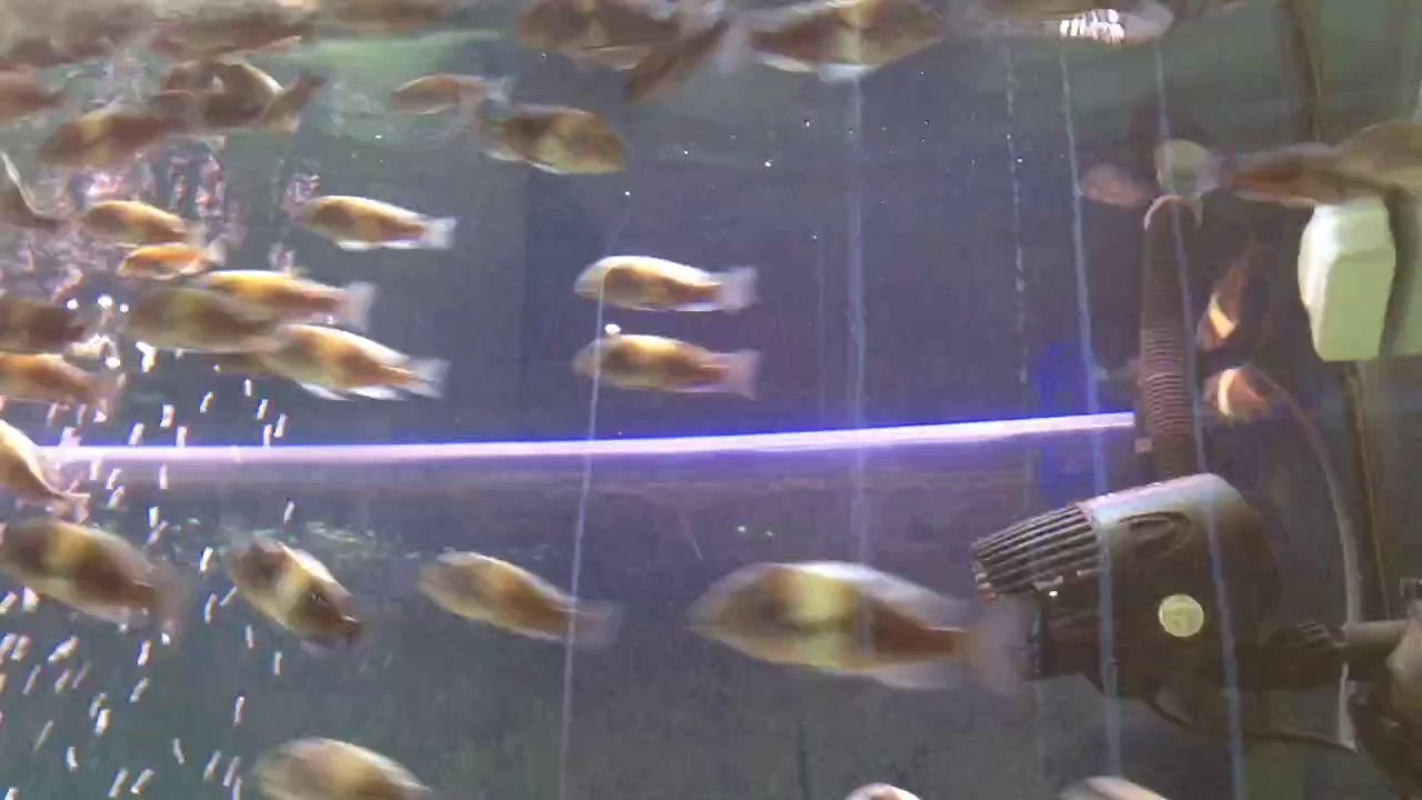 Duboisi Maswa Yavrular Nevzat