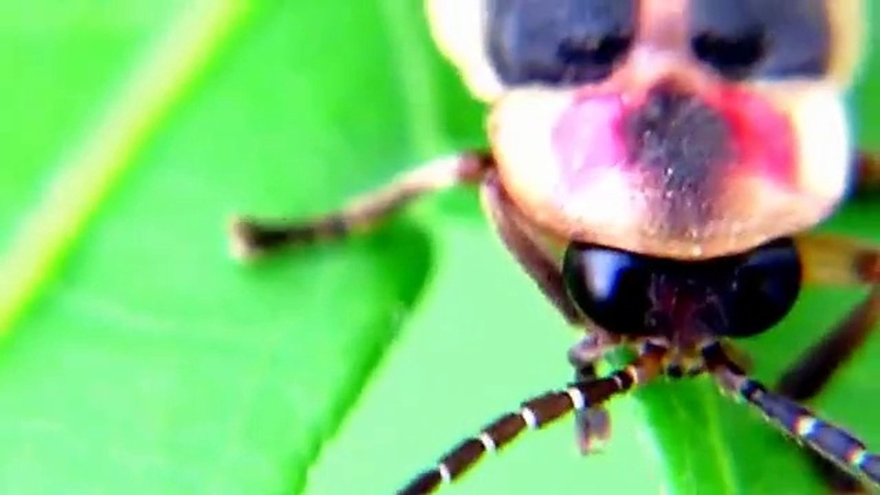 Fireflies (Photinus Fireflies)