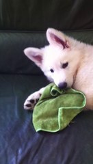 jeewan, mon bijou bleu, 20 juin