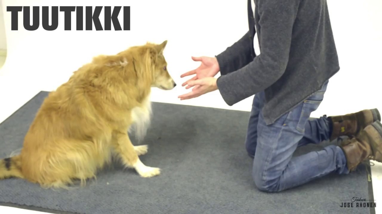 Magic for Dogs part 2 - Taikuutta Koirille osa 2