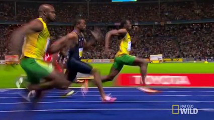 Usain Bolt vs. a Cheetah