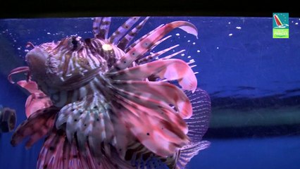 NATIONAL MARINE AQUARIUM