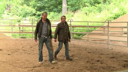 Le cheval, nouveau coach de la vie en entreprise